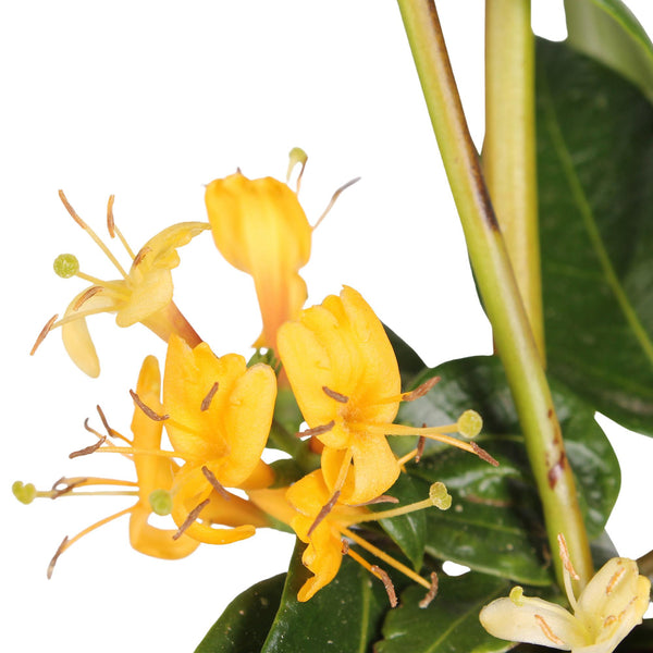 Chèvrefeuille de Henry - Lonicera henryi - H 65 cm, pot Ø15 cm