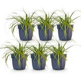 Laîche du Japon Evergreen - Carex oshimensis - H 15-25 cm, pot Ø11 cm - photo 2