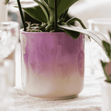 Orchidée Phalaenopsis rose-violet Mineral Vienna - cache-pot Gradience lilas et boîte cadeau