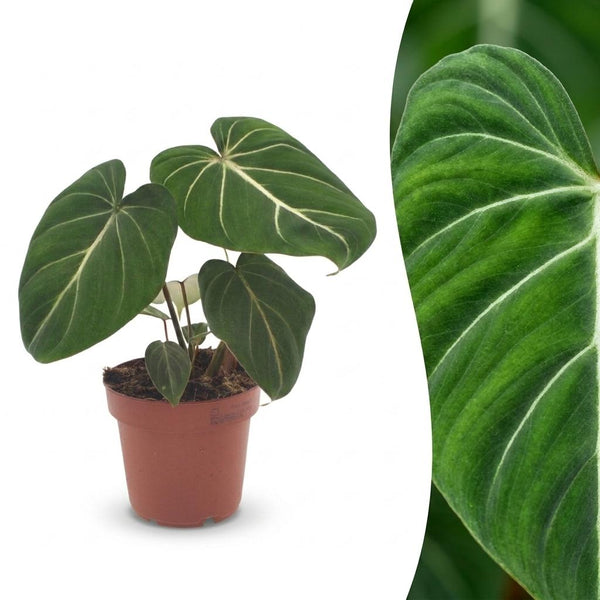 Philodendron gloriosum - Philodendron glorieux
