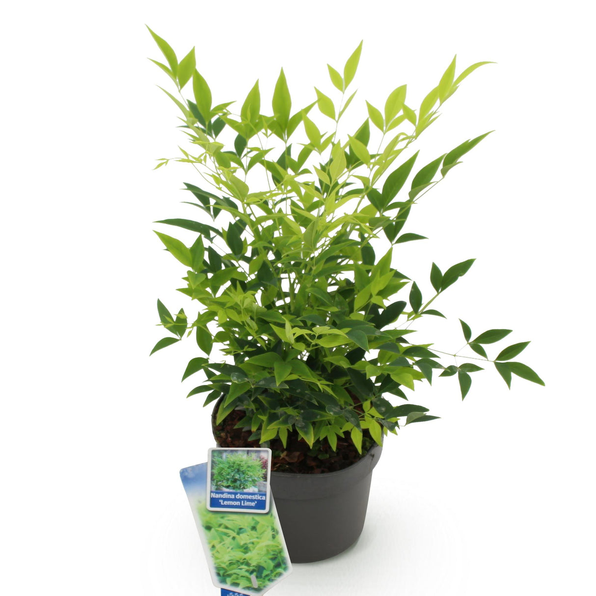Nandina Lemon & Lime – Lot de 1 – Pot 17 cm – Hauteur 45 cm
