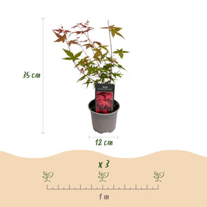 Acer palmatum Tricolour – Lot de 3 – Pot 12 cm