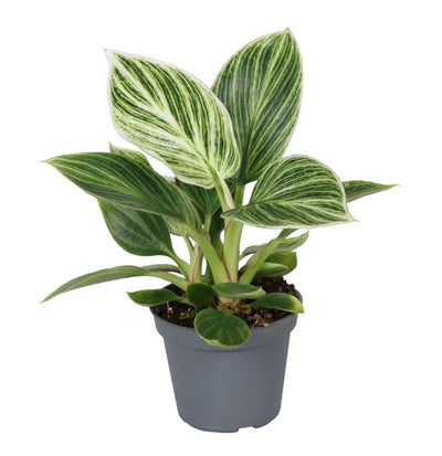 Mini Philodendron White Measure - Philodendron à rayures blanches - H 10 cm, pot Ø6 cm