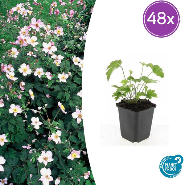 Anémone du Japon Robustissima en godet - Anemone tomentosa - H 10-25 cm, pot Ø9 cm