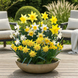 Narcisse botanique en mélange - calibre 10/12