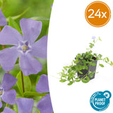 Petite pervenche en godet - Vinca minor - H 10-25 cm, pot Ø9 cm