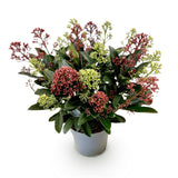 Skimmia japonica Festival