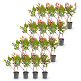 Kit haie Photinia nain Little Red Robin - H 25-35 cm, pot Ø9 cm