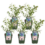 Myrtilliers Reka - Vaccinium corymbosum - 5 plants - H 45 cm, pot Ø13 cm