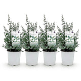 Groen boutiQ - Terrasplant - Eucalyptus boom - Eucalyptus gunni  - Grijs - 4 Planten - Winterhard - Pot 17cm Hoogte 40cm