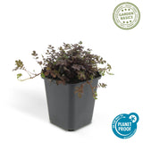Acaena Kupferteppich en godet - Acaena microphylla - H 10-25 cm, pot Ø9 cm - photo 2