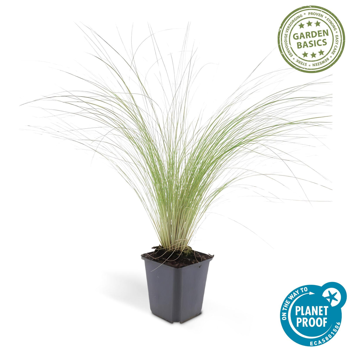 Stipe Ponytails - 1 plant