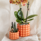 Set orchidée Jamaica orange et Stapelia - cache-pots Poppy orange