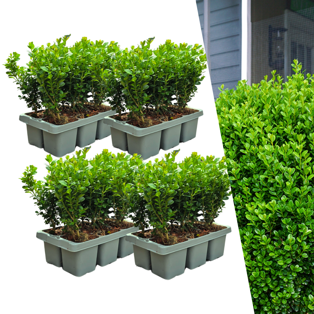 4 x 6er-Pack Buchsbaum NewGen Freedom – Winterharte Immergrüne Sträucher 24 x Ø7 cm - ↕15 cm | Kompakter Buchsbaum