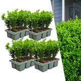 4 x 6er-Pack Buchsbaum NewGen Freedom – Winterharte Immergrüne Sträucher 24 x Ø7 cm - ↕15 cm | Kompakter Buchsbaum