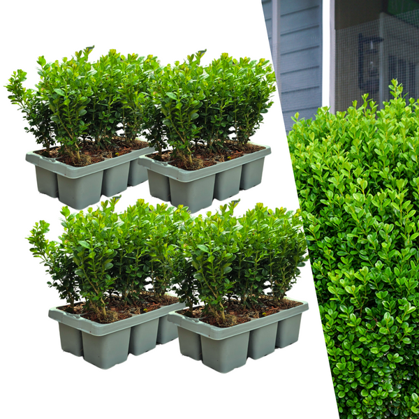 Buis NewGen Freedom en godet - 24 plants