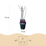 Groen boutiQ - Heesters -  Magnolia Susan  - Bloemen Donker Roze - 1 plant - bladverliezend - weinig onderhoud - pot 17cm hoogte 45cm