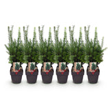 Groen boutiQ - Haagplanten - Taxus media Hilii - blad groen - 6 planten - 1 strekkende meter - groenblijvend - pot 17cm hoogte 60cm