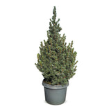 Épicéa bleu nain Sander's Blue - Picea glauca - H 60 cm, pot Ø23 cm - photo 2
