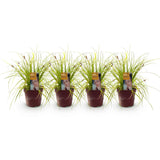 Carex Everillo - 4 plants - H 50 cm, pot Ø17 cm