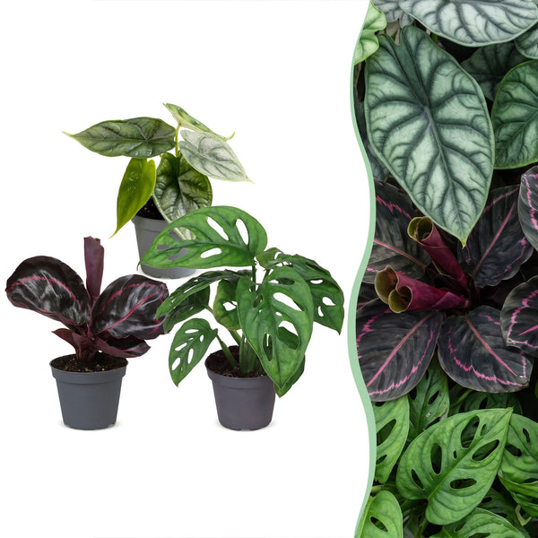 Baby Jungle - Alocasia, Calathea et Monstera - lot de 3 ou 6 - pot Ø6 cm - photo 6