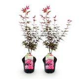 Groen boutiQ - Terrasplant - Japanse Esdoorn - Acer palmatum Skeetsers Broom - Paars - 2 Planten - Bladverliezend - Pot 19cm Hoogte 70cm
