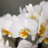 [NL: Kolibri Orchids - Surprise box mix - planten eenkleurig voordeel box - verrassingsbox met 2 orchideeën Ø9cm - vers van de kweker]