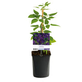 Clématite Polish Spirit - Clematis viticella violet pourpre - H 35 cm, pot Ø9 cm - photo 2