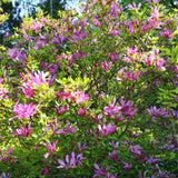 Groen boutiQ - Heesters -  Magnolia Susan  - Bloemen Donker Roze - 1 plant - bladverliezend - weinig onderhoud - pot 17cm hoogte 45cm