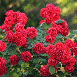 Green boutiQ - Tuin Roos - Rosa Rote The Fairy - Roos - Winterhard - Rood - 3 Planten - Pot 12cm - Hoogte 20-25cm