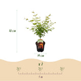 Green boutiQ - Terrassenpflanze - Japanischer Ahorn - Acer palmatum Orange Dream - Orange - 2 Pflanzen - Laubabwerfend - Topf 19cm Höhe 70cm