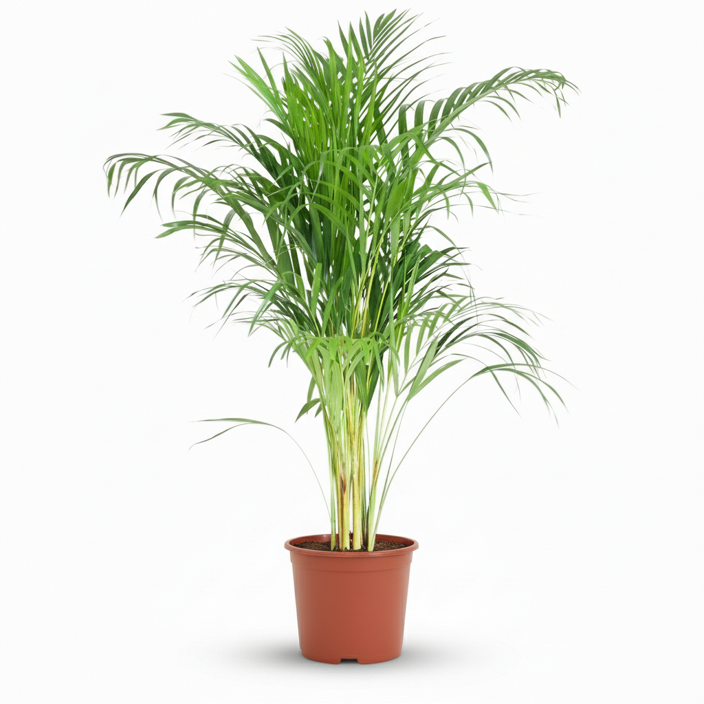 Areca Dypsis – Palmier dorés d'intérieur | Pot 21 cm, Hauteur 90 cm