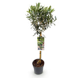 Groen boutiQ - Tuinplant - Olea Europaea - Plant op stam - Terras Plant - Bladhoudend - Weinig Onderhoud - Pot 19cm Hoogte 90cm
