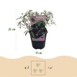 Arbre aux papillons Black Night - Buddleja davidii - H 25 cm, pot Ø17 cm