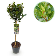 Groen boutiQ - Tuinplant - Laurus nobilis - Plant op stam - Terras Plant - Bladhoudend - Weinig Onderhoud - Pot 19cm Hoogte 90cm