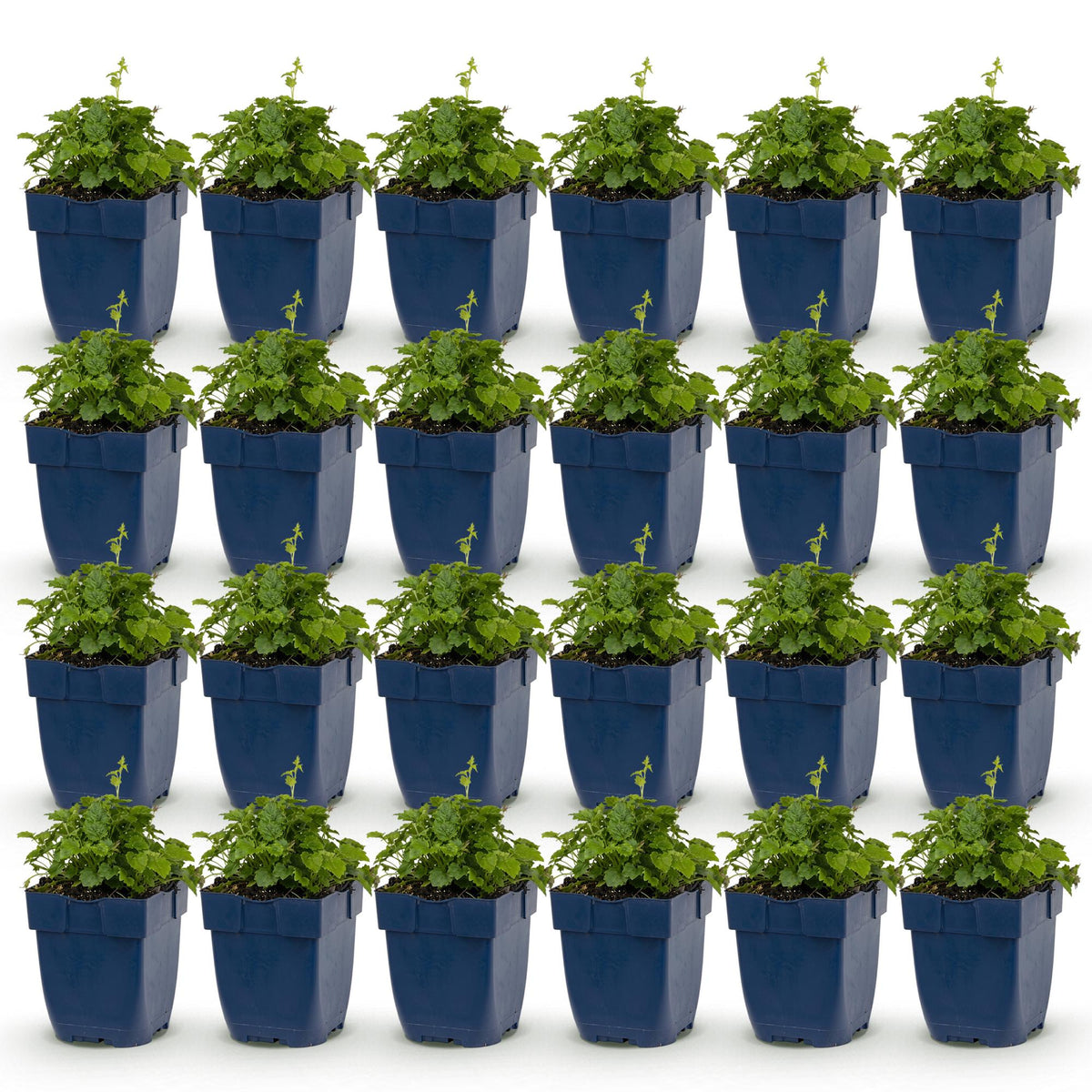 Campanule Lisduggan Variety - H 15-25 cm, pot Ø11 cm