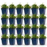 Campanule Lisduggan Variety - H 15-25 cm, pot Ø11 cm