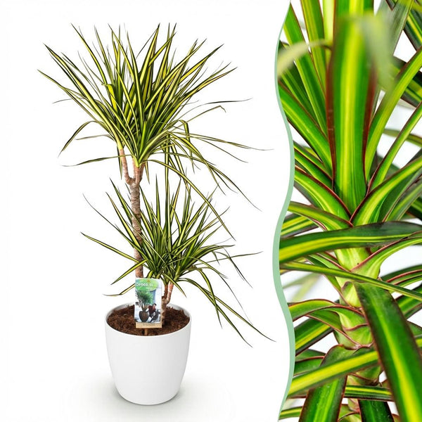 Green BoutiQ - Zimmerpflanzen - Dracaena Sunray - Drachenbaum - Pflegeleicht - Grün - 1 Pflanze - mit weißem Topf - Topf 21cm - Höhe 90-100cm