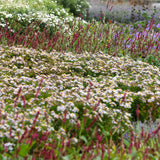 Groen boutiQ - Borderpakket - Schaduw - 24 Vaste planten - 3 m2 - Diversen kleuren - Weinig Onderhoud - Pot 11cm