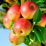 Green boutiQ - Obstbaum - Apfelbaum - Malus domestica Jonagold - Gelbgrüner Apfel - Topf 21cm Höhe 90cm