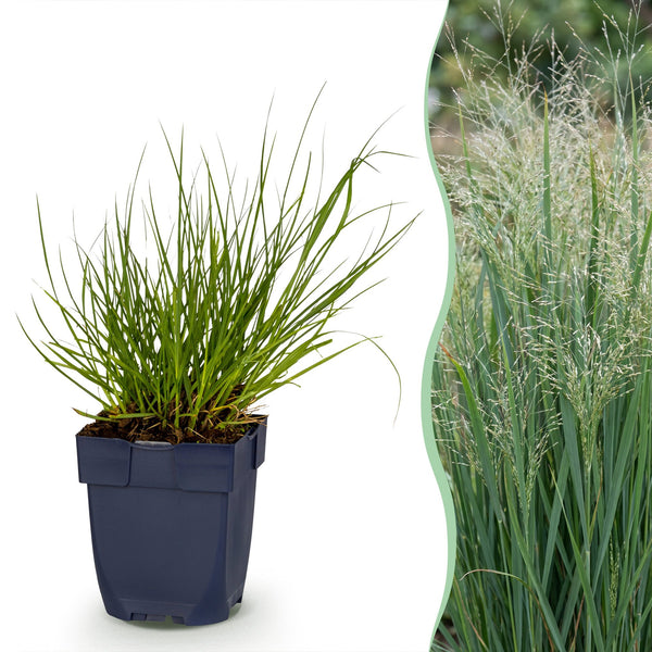 Panicum Northwind - H 15-25 cm, pot Ø11 cm