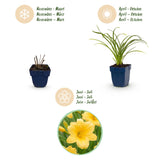Hémérocalle naine Stella d'Oro - H 15-25 cm, pot Ø11 cm