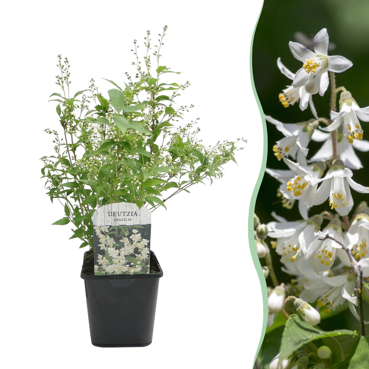 Green boutiQ - Sträucher - Deutzia Gracilis - Blütenfarbe Weiß - 1 Pflanze - Laubabwerfend - Pflegeleicht - Topf 17cm Höhe 45cm