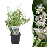 Green boutiQ - Sträucher - Deutzia Gracilis - Blütenfarbe Weiß - 1 Pflanze - Laubabwerfend - Pflegeleicht - Topf 17cm Höhe 45cm