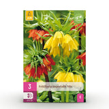 Green boutiQ - Zwiebelblumen - Fritillaria Imperialis Mix - Farbe Gelb und Orange - 3 Stück - Zwiebelgröße 18/20 - XXL Pack