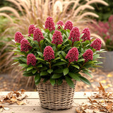 1x - Terrassenpflanze - Skimmia japonica Rubella - Blüte Rot - 40+ Blüten - 1 Pflanze - Winterhart - Topf 19cm Höhe 60cm