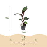 Green boutiQ - Obstpflanze - Bananenpflanze - Ensete ventricosum Maurelli - Winterhart - 2 Pflanzen - Topf 17cm Höhe 40cm