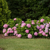 Hortensia Endless Summer The Original rose - Hydrangea macrophylla - H 20-25 cm, pot Ø14 cm - photo 6