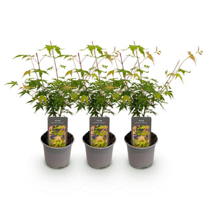 Acer palmatum Katsura – Lot de 3 – Pot 12 cm – Hauteur 35 cm