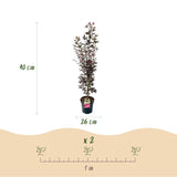Érable du Japon Skeeter's Broom - H 90 cm, pot Ø26 cm